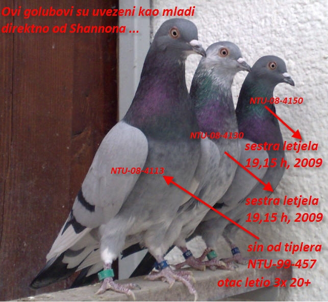 Tri Shannon tiplera od Tomice su originali -  bred Harry Shannon - Nord Ireland - Ulster.